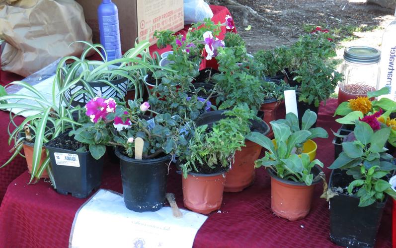 National Farmers’ Market Week draws crowd at Kooskia News