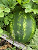 Garden Clippings: Watermelon on the 4th of July