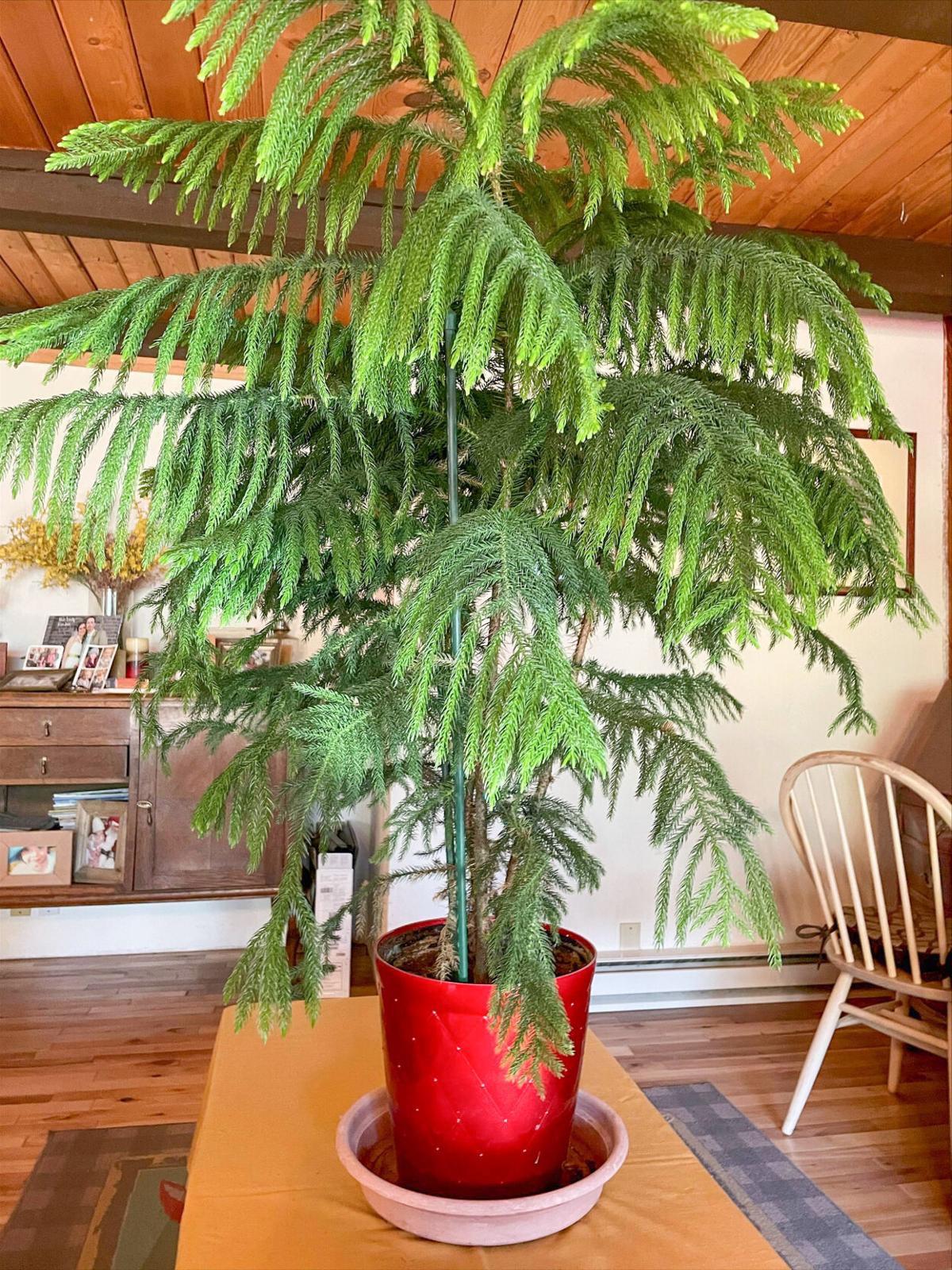 Garden Clippings A Living Christmas Tree Lifestyle Clearwaterprogress Com Garden Clippings A Living Christmas Tree Lifestyle Clearwaterprogress Com