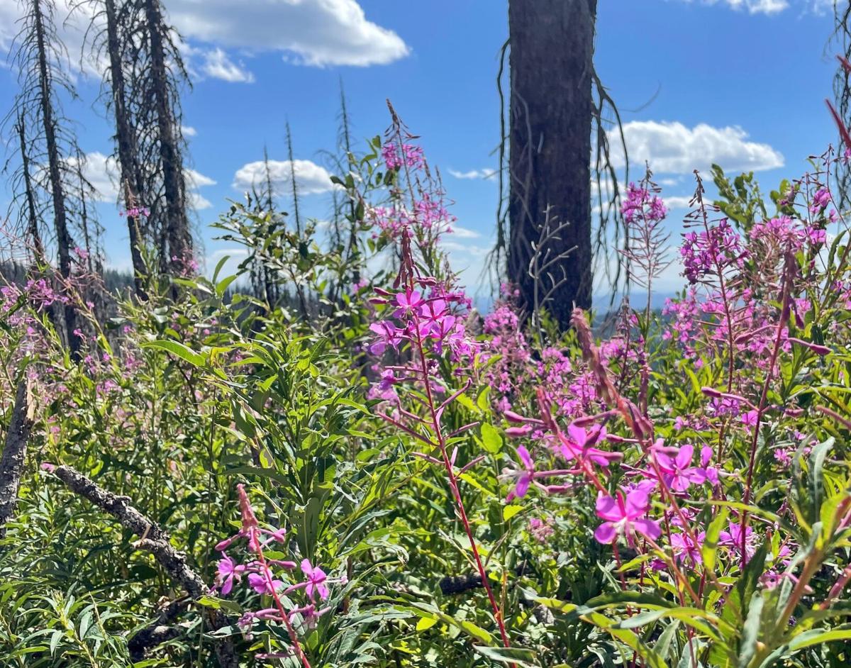 Garden Clippings Fireweed versatile and colorful wildflower