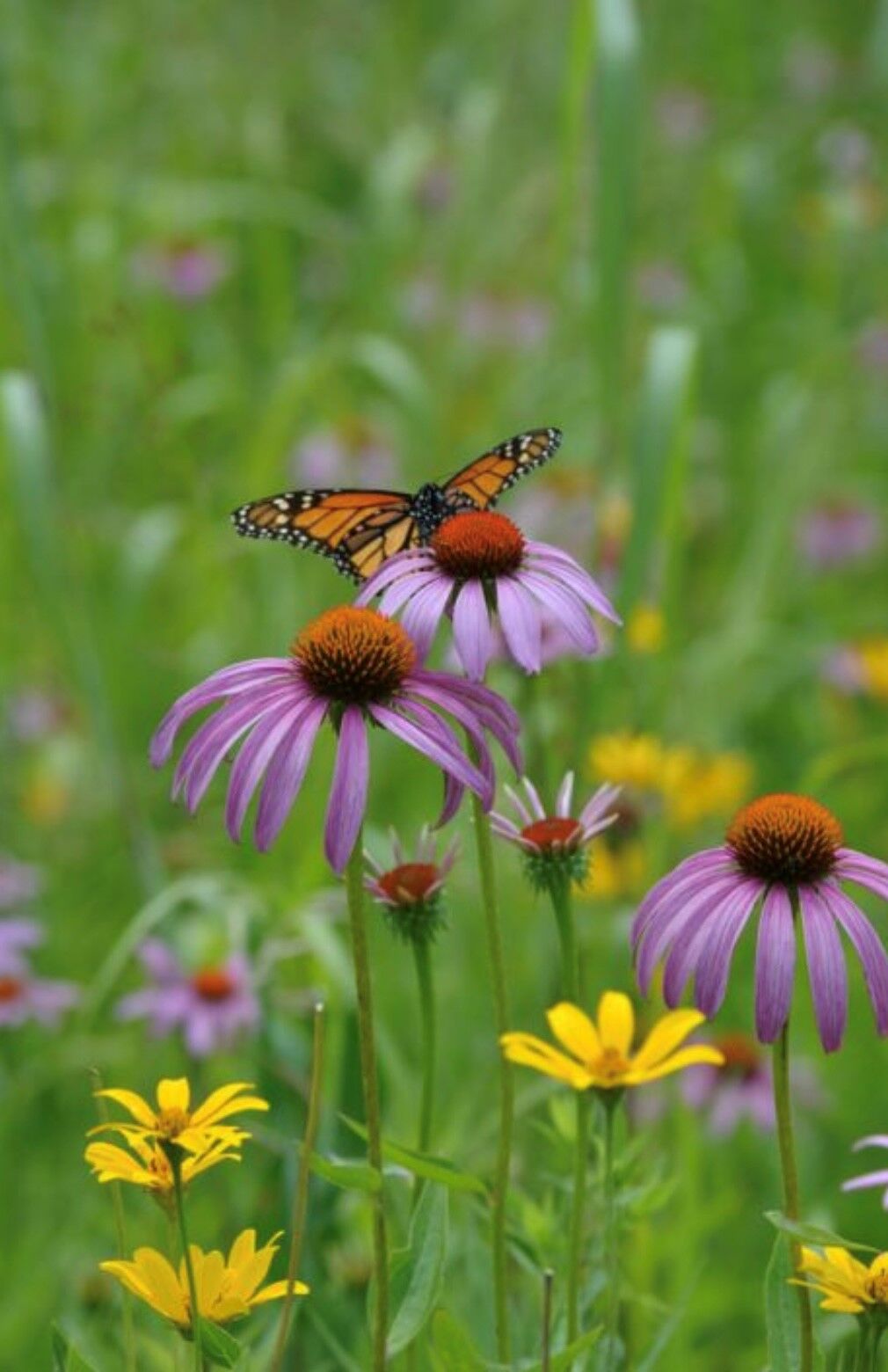 A butterfly on an echinacea flower photo
