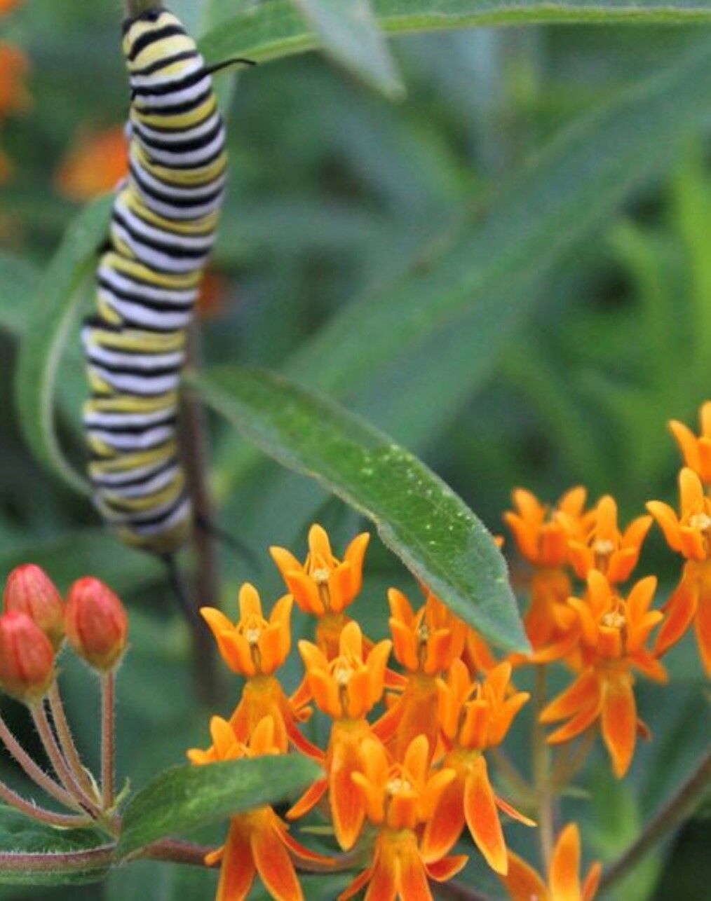 Caterpillar on a butterfly weed photo