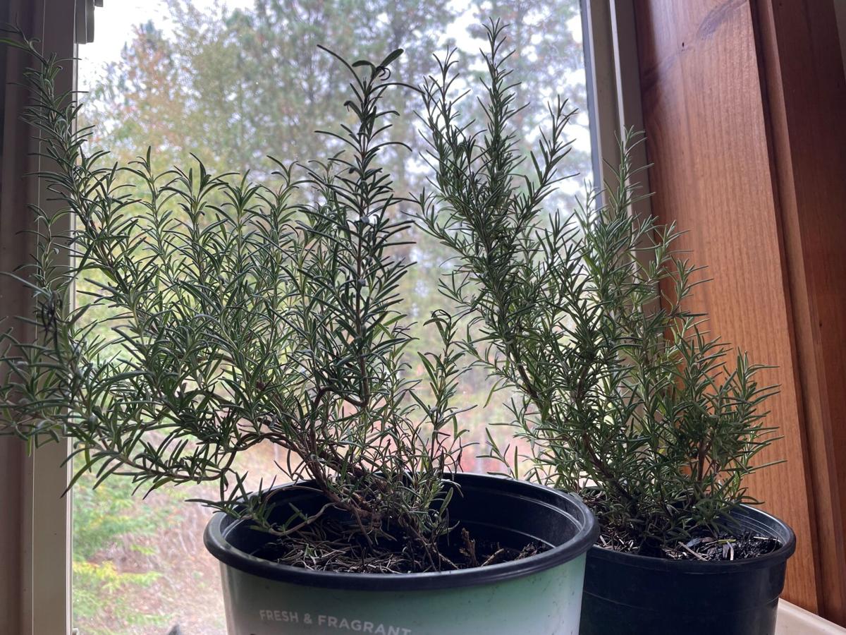 How to Care for Rosemary in Winter
