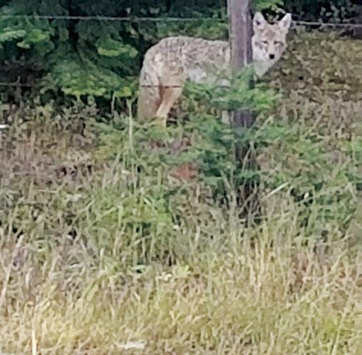 Bovill wildlife | Community News | clearwatertribune.com