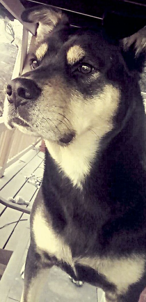 clearwater humane society