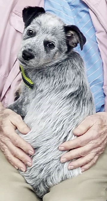 clearwater humane society