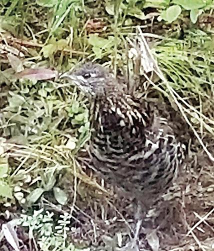 Bovill wildlife | Community News | clearwatertribune.com