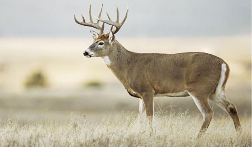 Here's what deer and elk hunting will look like in 2023