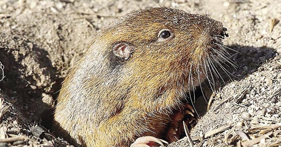 Meet Idaho’s smallest miner, the pocket gopher | Fish & Game ...