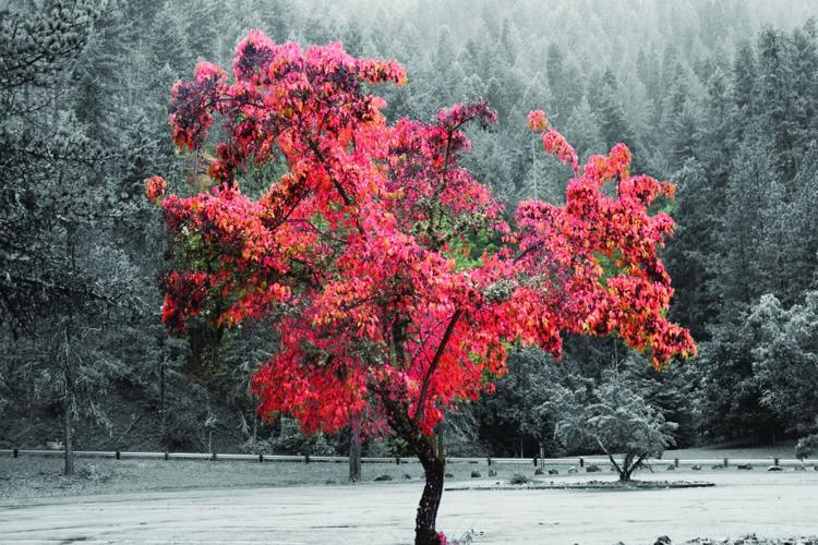 winter trees a photographic guide