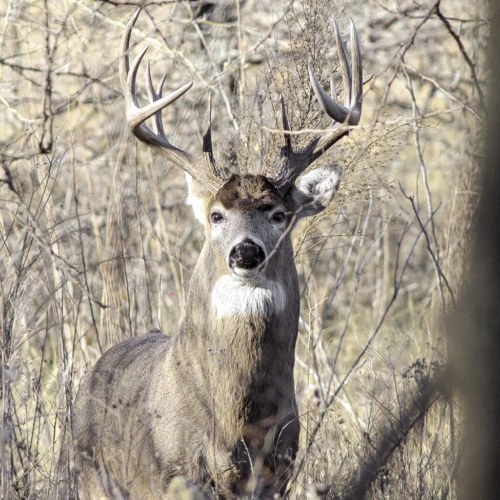 F&G Commission approves changes to 2022 deer and elk hunting seasons | Fish  & Game | clearwatertribune.com