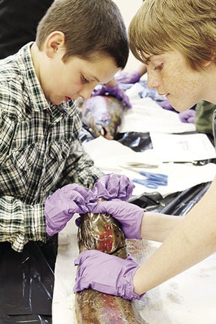 Cavendish Elementary students learn about salmon anatomy | School News ...