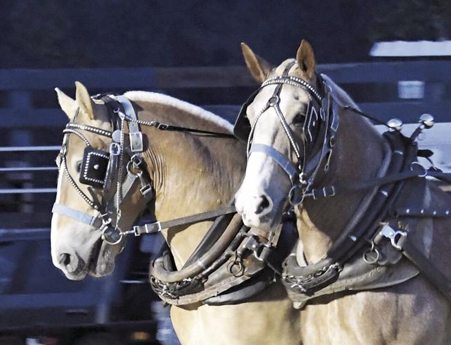 Orofino Lumberjack Days Horse Pull Contest Results Top Stories