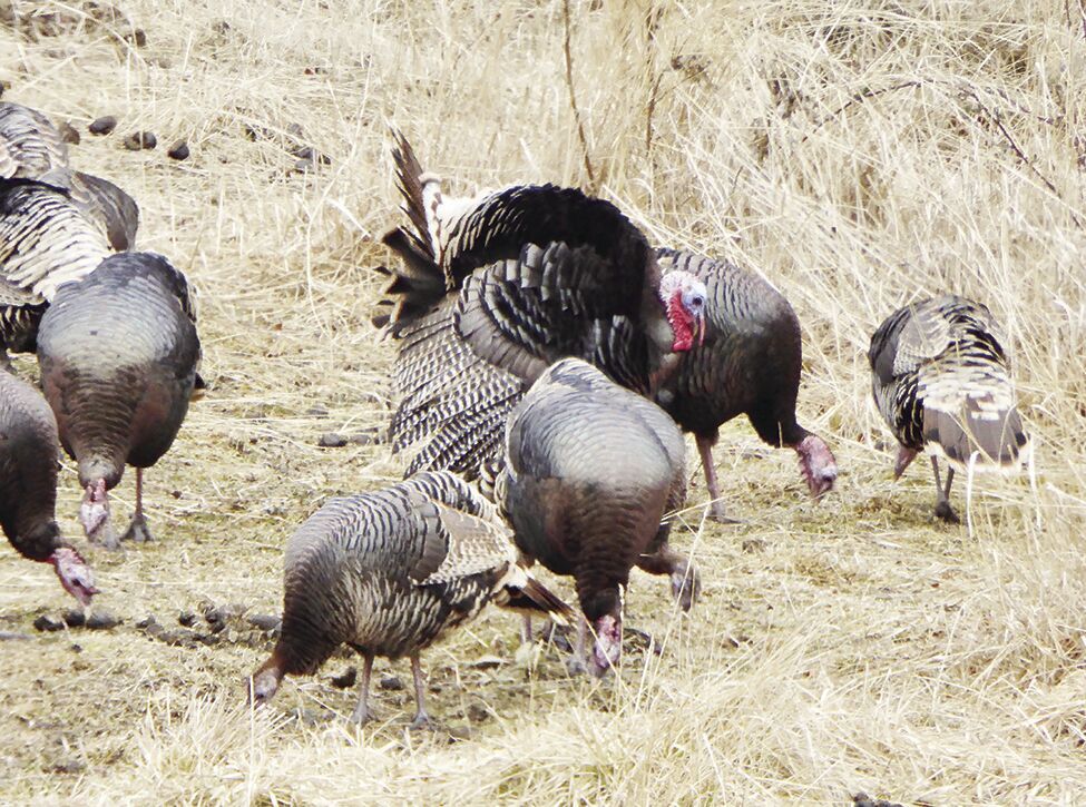 F&G Seeking Public Input On Idaho Upland Game, Turkey And Furbearer ...