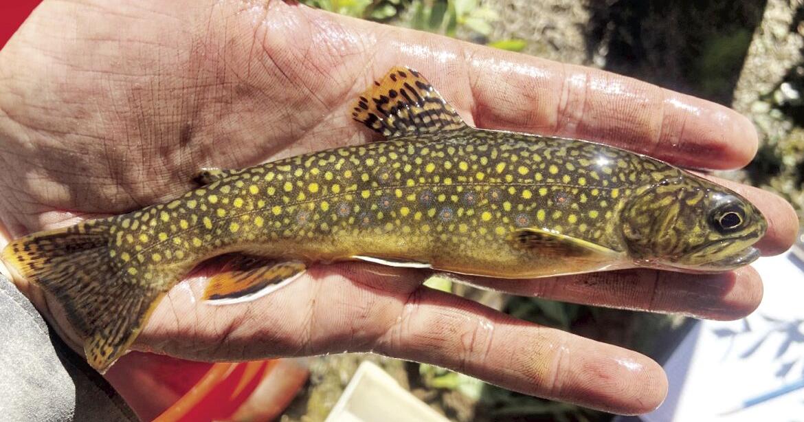 Understanding brook trout invasions in Idaho high country bull trout ...