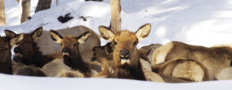 Big Game Can Handle Most Idaho Winters, But Fish And Game Is Ready If ...