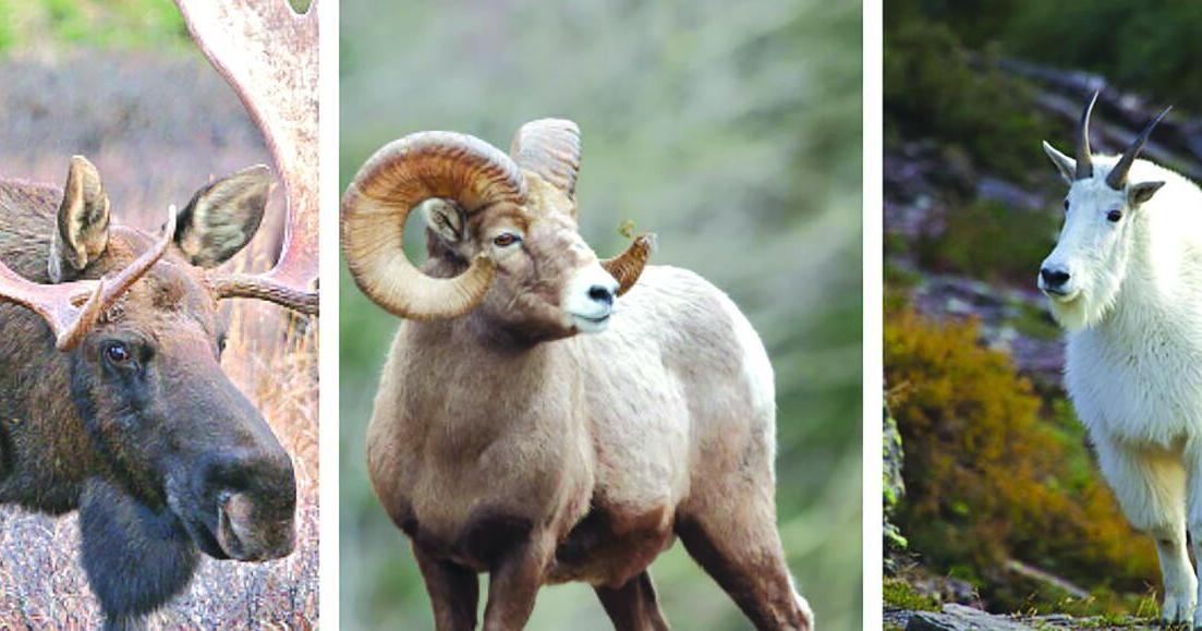 Moose, bighorn sheep, and mountain goat controlled-hunt application period open