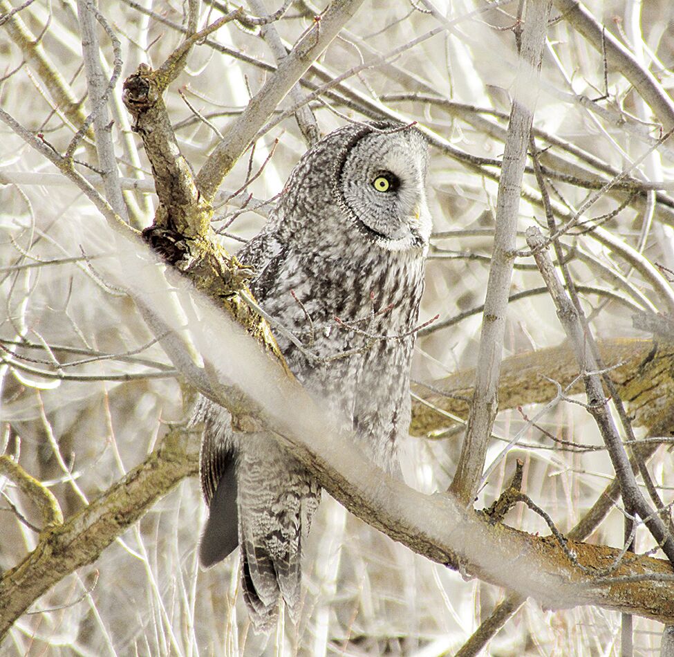 Be Respectful Of Birds And Their Habitats While Observing Or ...