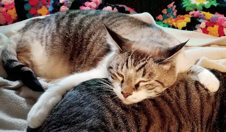 humane society missing cats