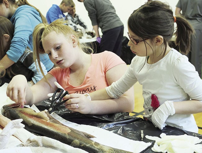 Cavendish Elementary students learn about salmon anatomy | School News ...