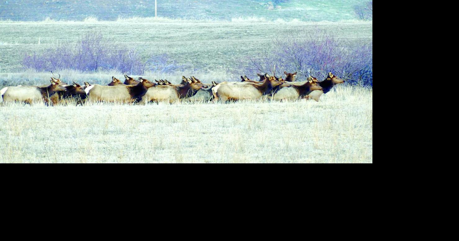 Part 3: Depredation hunts: Idaho Fish and Game’s most misunderstood hunts