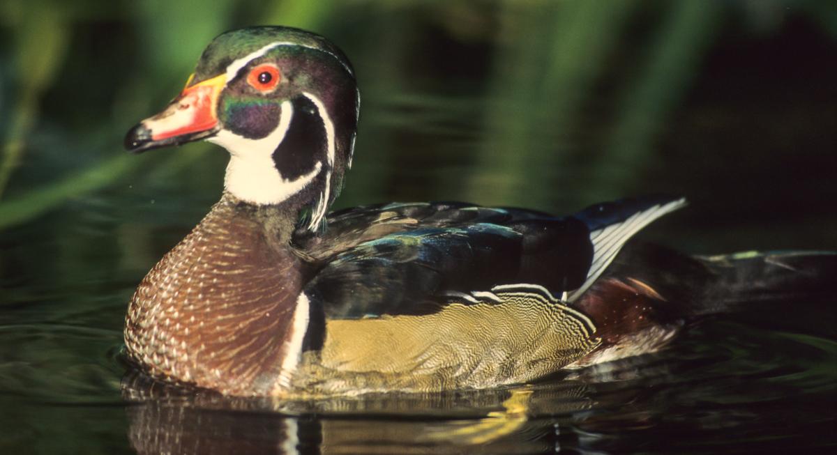 Migrants Or Non Migrants Wv S Ducks Provide Good Early Season Sport News Coalvalleynews Com