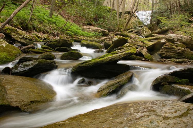 West Virginia Land Trust hits 20,000acre milestone News