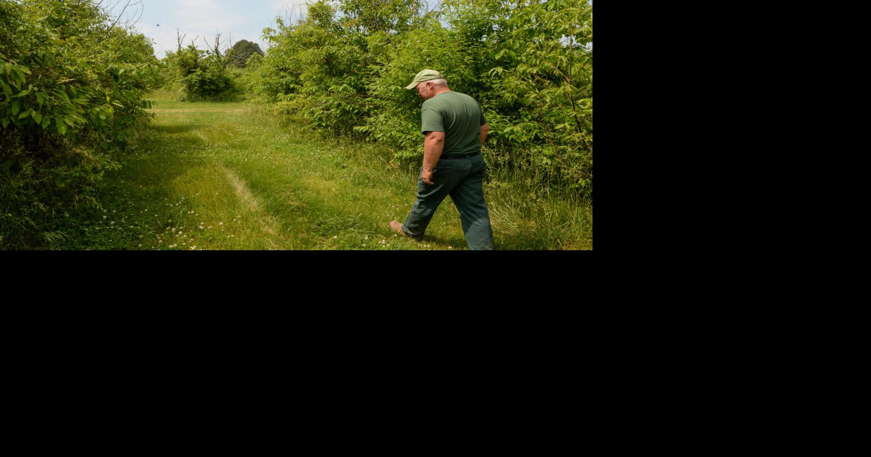 State, data center developer scramble to save rare Mason chestnut grove