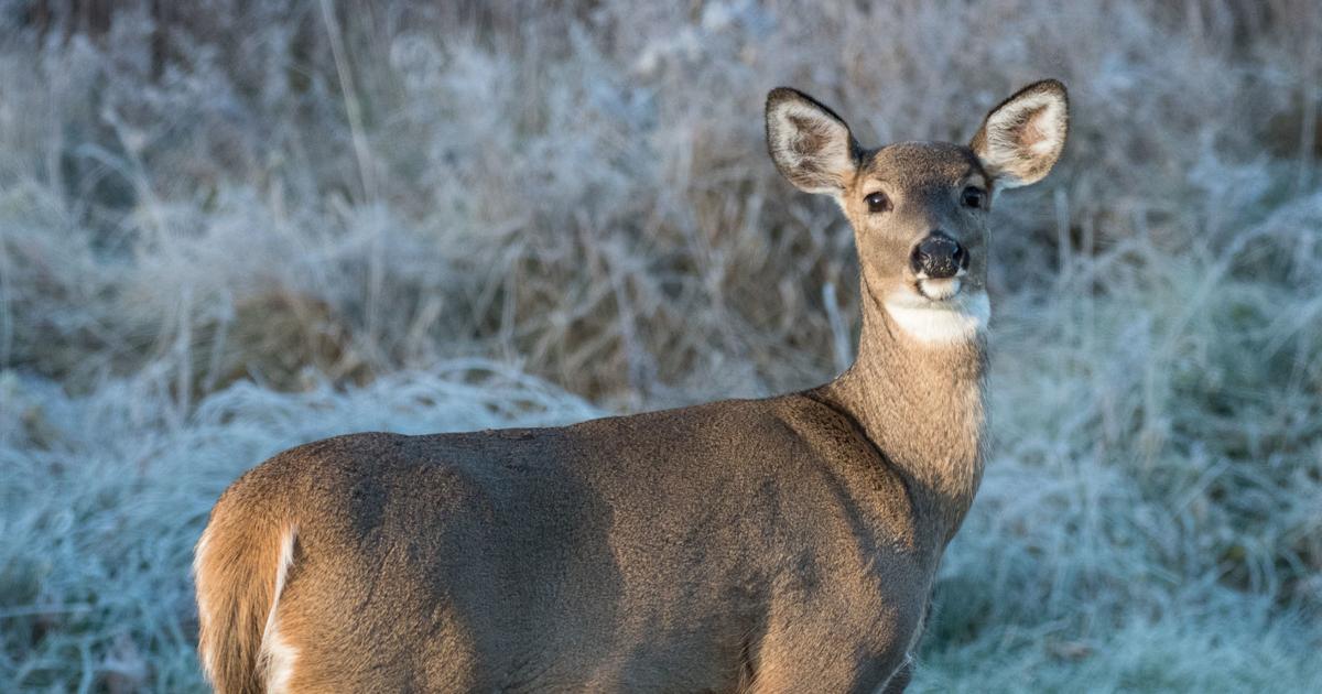 It's peak time for deer-vehicle collisions | News | coalvalleynews.com