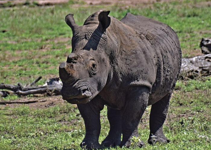 12. We met this rhino up close and personal on a walking safari..tif