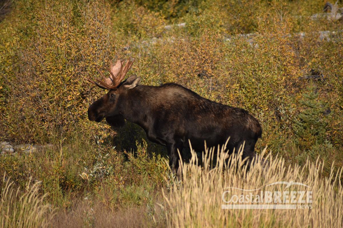 Dolphins_4. A huge bull moose emerged from the brush at a river bank. It’s far and the males are looking for mates.JPG