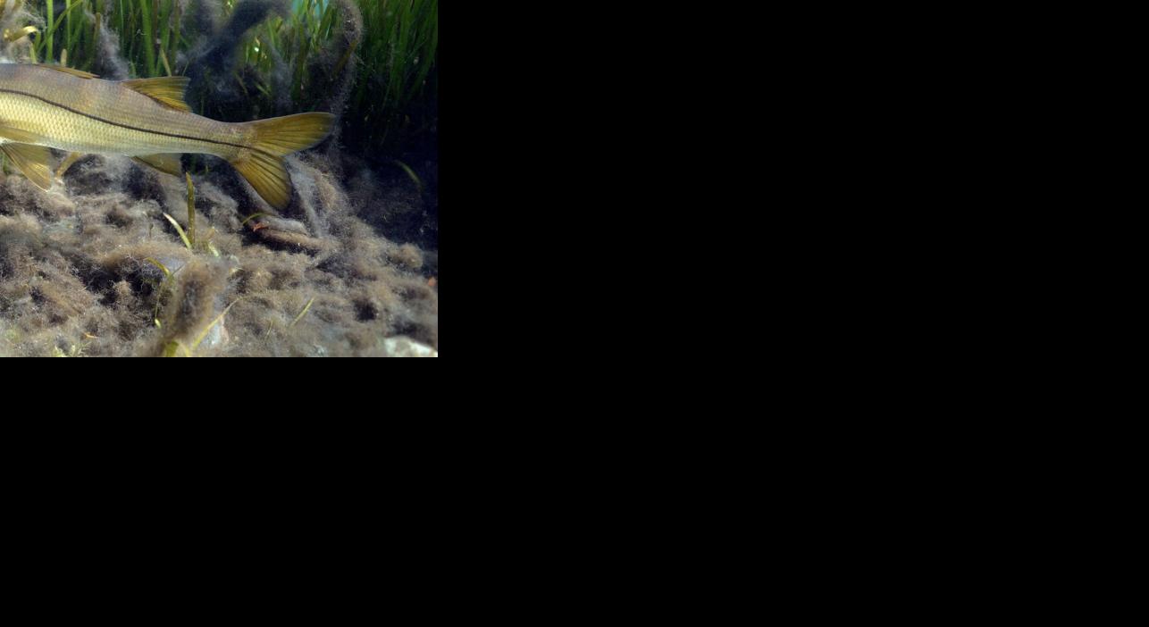 Fishing the Ten Thousand Islands in June | Mullet Rapper ...