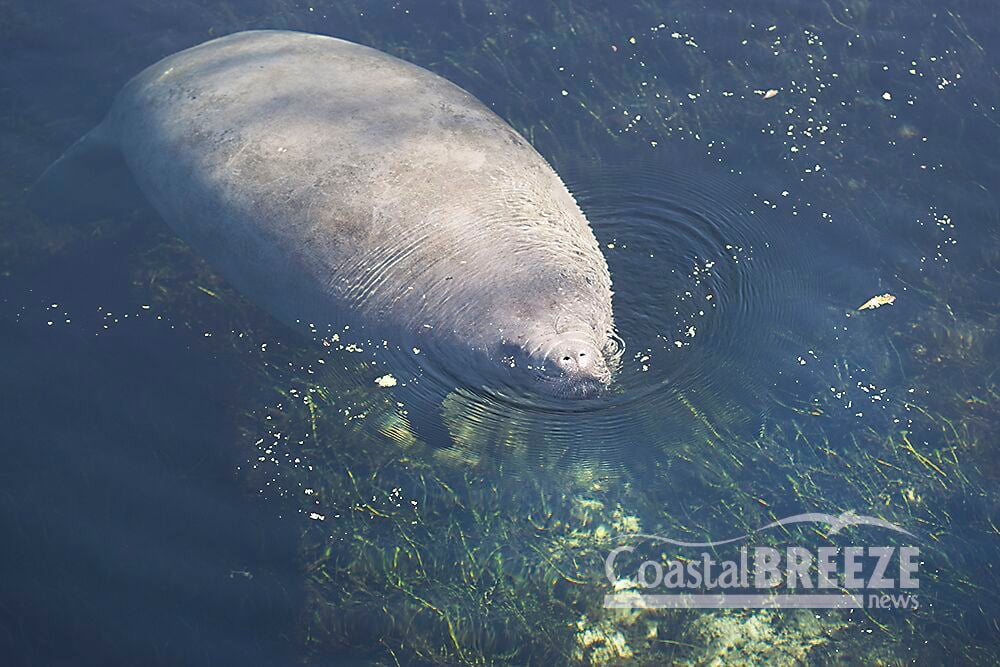 November Is Manatee Awareness Month | News | Coastalbreezenews.com