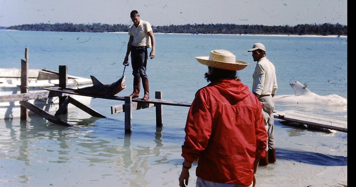 The Predator of the Sea: Marco's Commercial Shark Fishing, Coastal History
