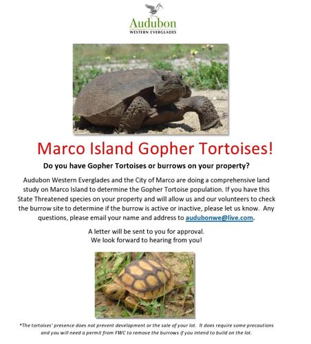 Help Needed to Count Gopher Tortoises | News | coastalbreezenews.com