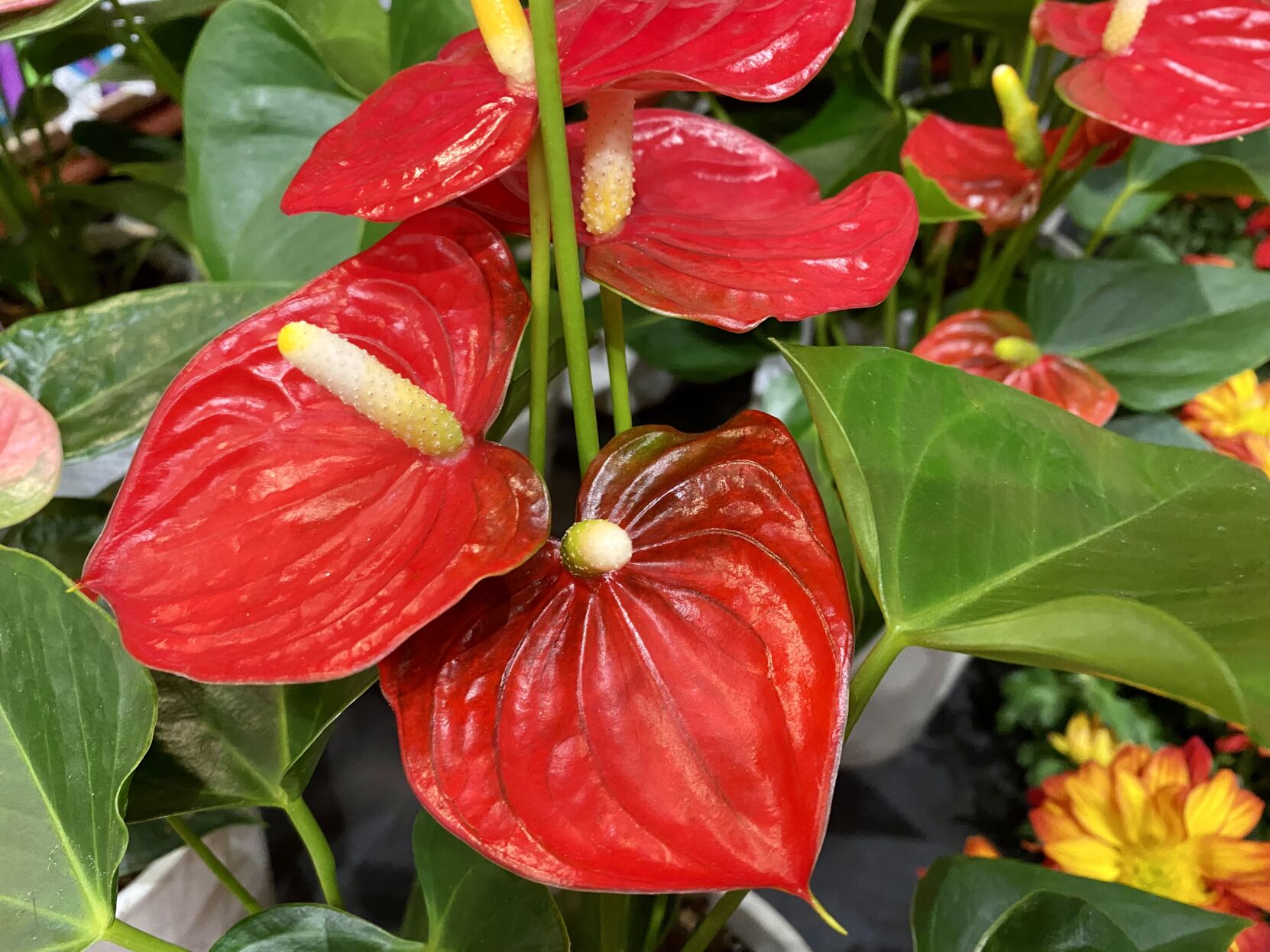 Heart Shaped Plants to Celebrate LOVE for Valentine's Day | News