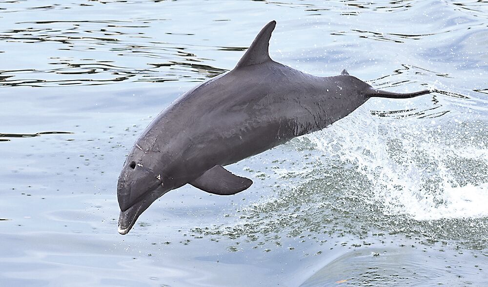 dolphins mating with people