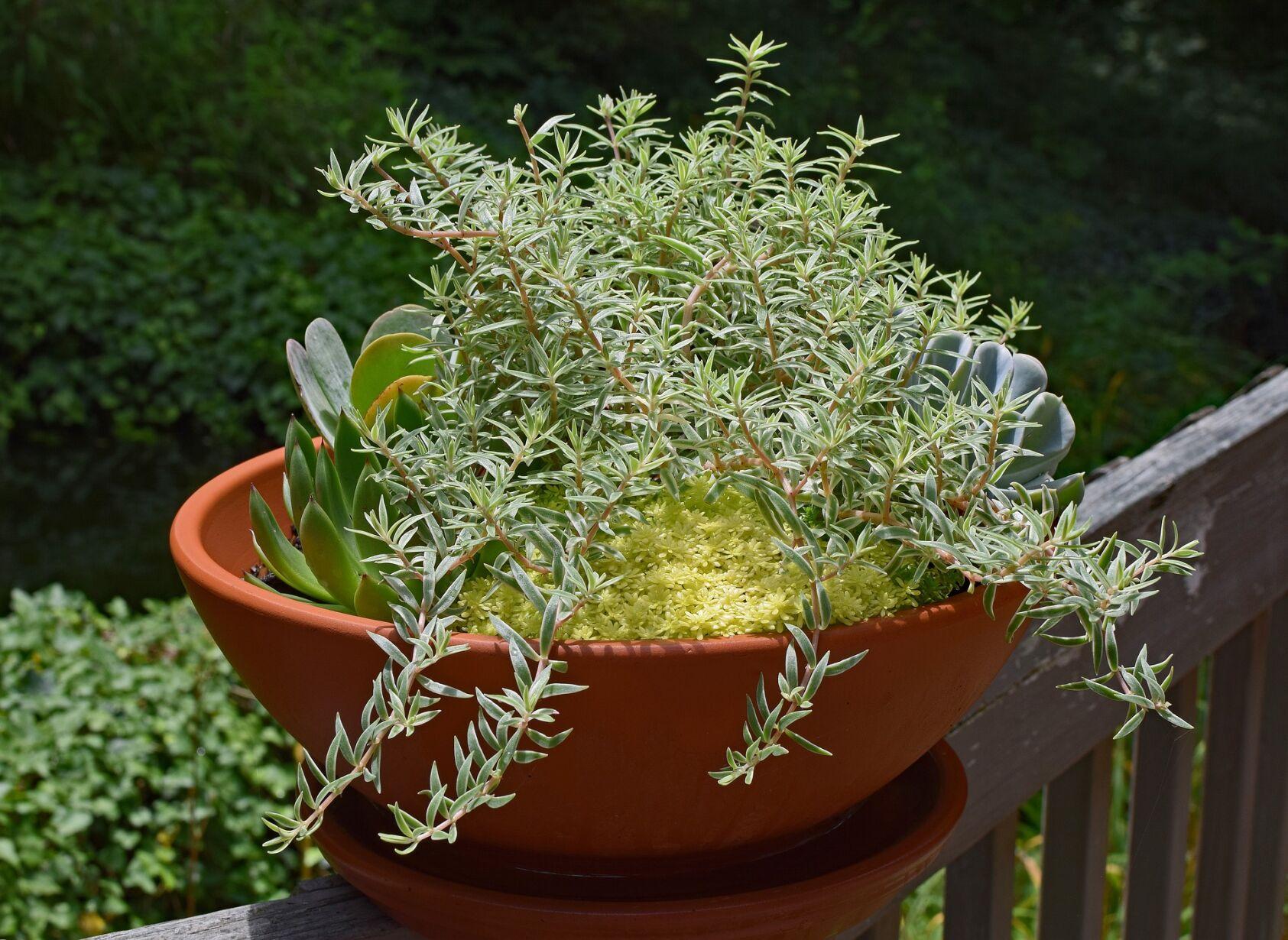 Calusa Garden Club Presents “Container Gardening With
