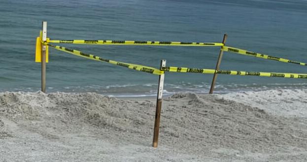 Get to Know Your Local Sea Turtle Ordinance