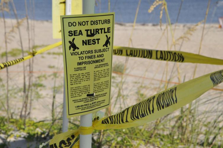 Nesting Sea Turtles and Waterbirds this Fourth of July | Environment ...