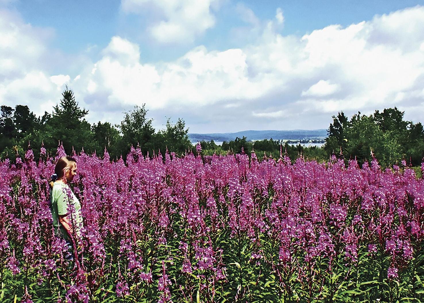 Aroostook County Maine Far Removed from the Crowds Travel News