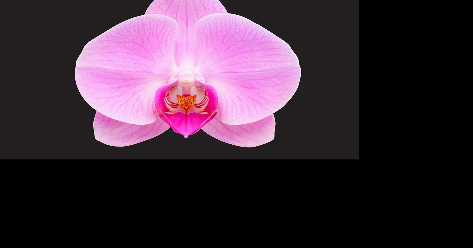 Orchid Growing Tips and Sale at Naples Conference Center