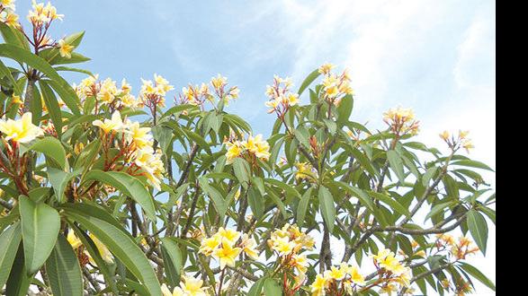 Plumeria In Florida Archive Coastalbreezenews Com