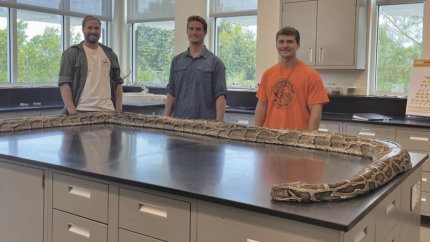 Waleri Python Florida Burmese Pythons in Florida | Environment | coastalbreezenews.com