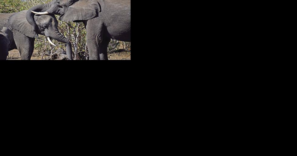 South Africa – Where the Sky Seems Larger - Vimarsana News