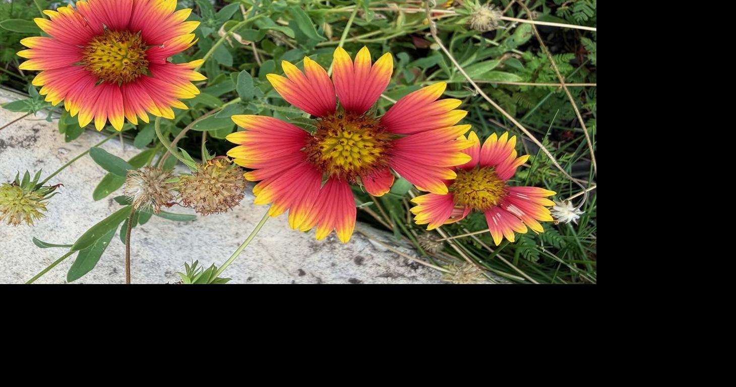 Tips for Bold Blooms for Garden’s Hot Months