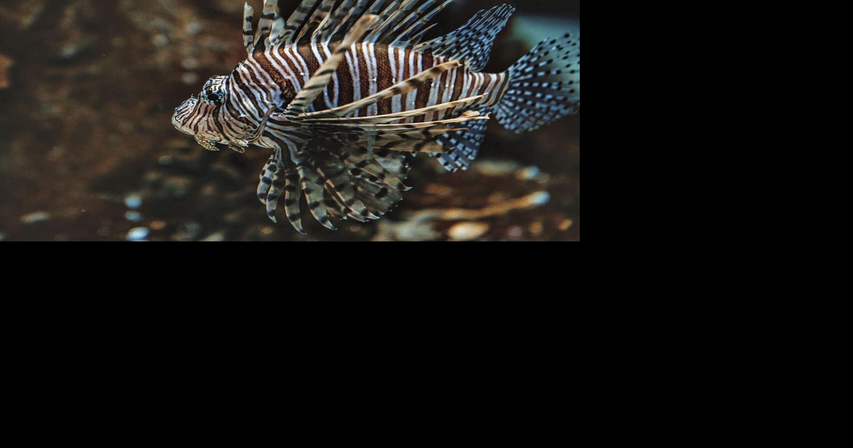 Invading Paradise: A Look into Florida’s Invasive Species | Lifestyles ...