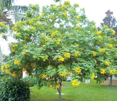 desert cassia shrub