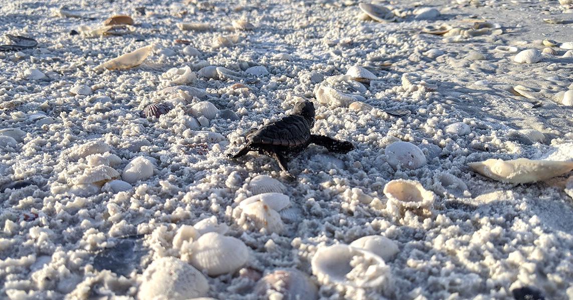 Why Do Sea Turtles Cry? | News | coastalbreezenews.com