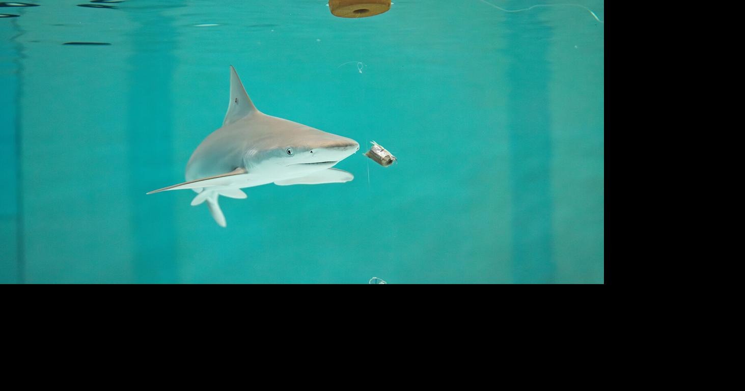 New Solution for Shark–Fisher Conflict